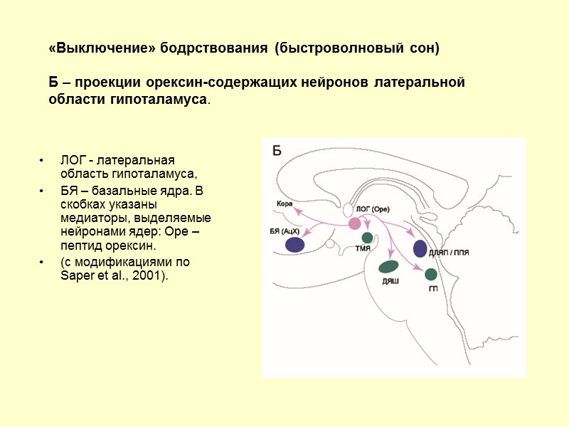 «Выключение» бодрствования (быстроволновый сон)  Б – проекции орексин-содержащих нейронов латеральной области гипоталамуса. ЛОГ